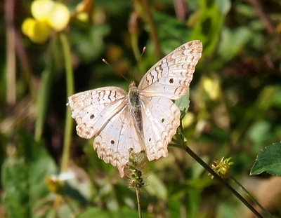 [Top down view as the butterfly as it is perched on a flower. Some parts of the outer left wings are missing.  The wings have squiggles of brown around the edges of the wings and the six brown spots, but the rest of the wings are grey white. Even the normal squiggles of brown within the wings are difficult to ascertain because they are so pale. ]